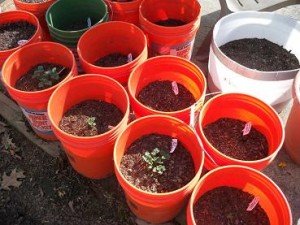 bucket potatoes, survival, gardening, TSHTF, preparedness, food storage