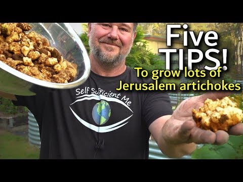 5 Tips How to Grow a Ton of Jerusalem Artichoke/Sunchoke