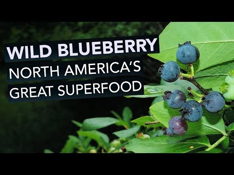 Wild Blueberry — North America's Great Superfood