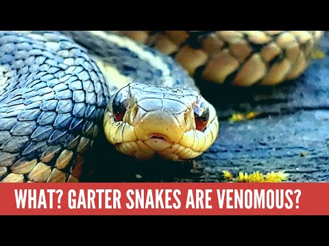 EVERYTHING you need to know about Garter Snakes!