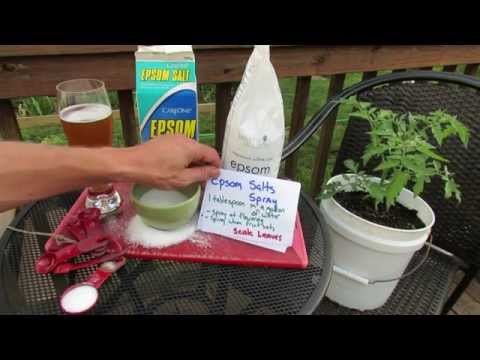 Why is Epsom Salt/Magnesium Sulfate Good For Tomato &amp; Vegetable Plants: The Details! - TRG 2014