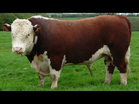 Hereford Beef Cattle | Dependable Heritage Beef