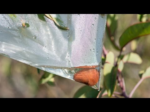 SURVIVAL: How to collect water from plants