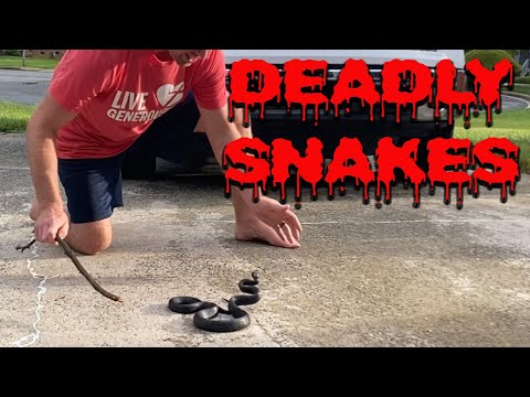 Are Black Rat Snakes Aggressive - Dont Get Bit