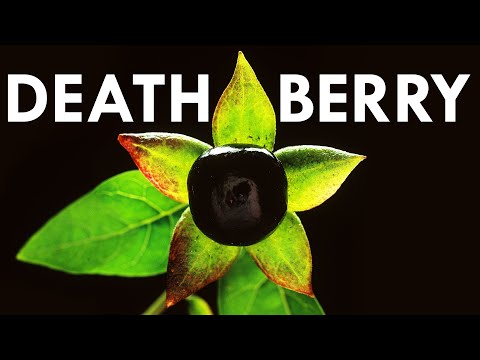 Deadly Nightshade Has The Deadliest Berries On Earth
