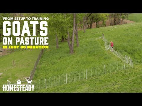 HOW TO SETUP ELECTRIC FENCE FOR GOATS AND TRAIN THEM TO IT IN 30 MIN!