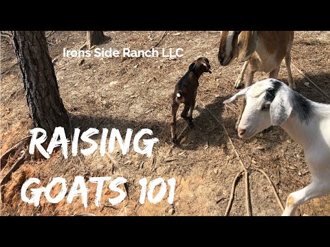 Goat 101: Lessons we learned raising goats and basic caring for your animals.
