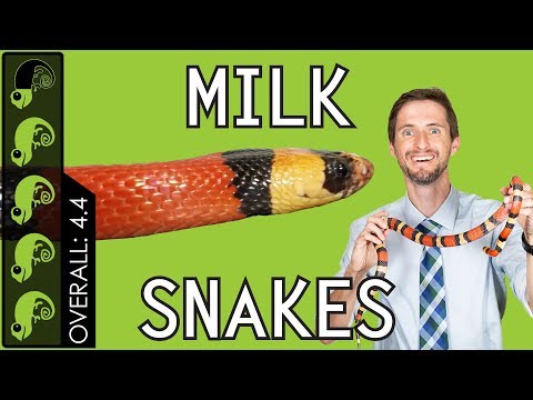 Milk Snake, The Best Pet Snake?