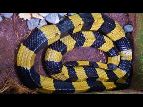Banded Krait - Yellow / Black Deadly Snake 🇹🇭Thailand Living