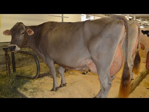 Brown Swiss Dairy Cattle | Well-balanced High Milk Volume