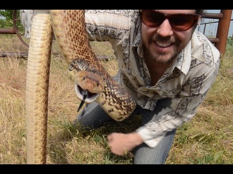 Bull Snakes - Wild in America