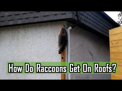 How Do Raccoons Get On Roofs?