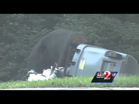 Raw video: Bear scared away by air horn