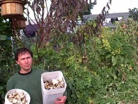 Harvesting 25 Pounds of Jerusalem Artichokes from 2 Plants
