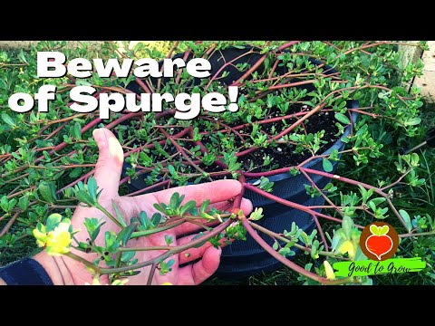 Yes, You Can Eat This Common Weed! - Purslane (BEWARE of SPURGE)