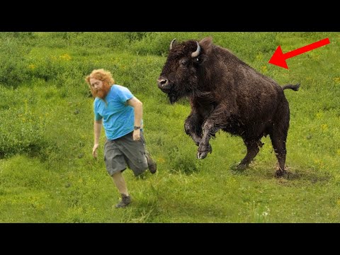 Funny Animals - Bison Chasing And Attacking People - Animals Videos (2020)