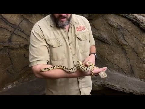 Creature Feature: Gopher Snakes