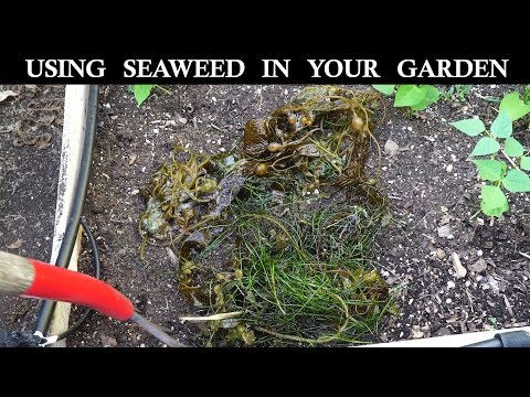 How to use seaweed in your garden