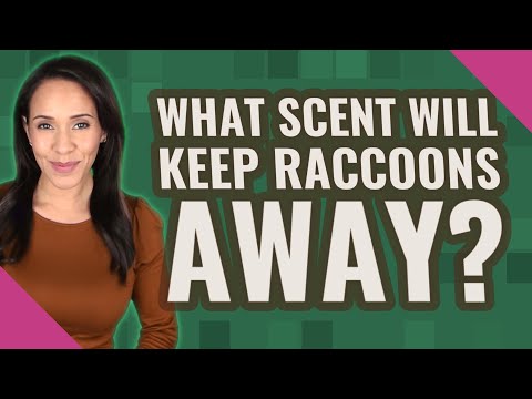 What scent will keep raccoons away?