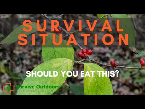 Honeysuckle Berries - Toxic or Edible in Survival