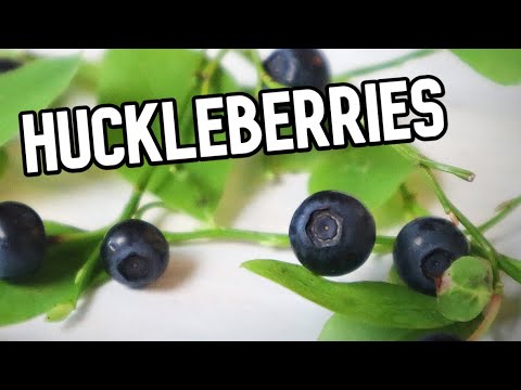 HUCKLEBERRIES - Reviewing This Tasty Fruit Related to Blueberries - Weird Fruit Explorer