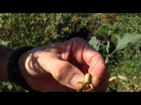 How to Catch and Filet a Grasshopper for Super Nutrition