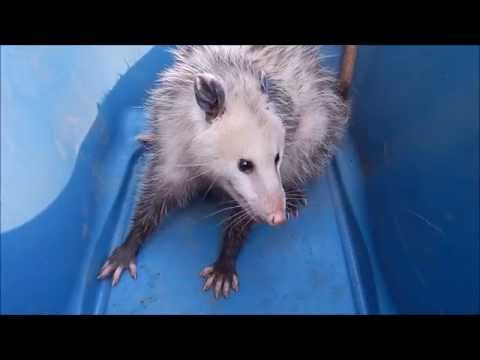 How aggressive are opossums?