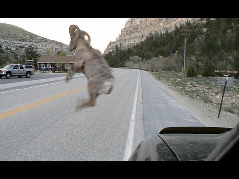 Bighorn Sheep ATTACKS Vehicle - (&quot;Bam Bam&quot; is DEAD).wmv