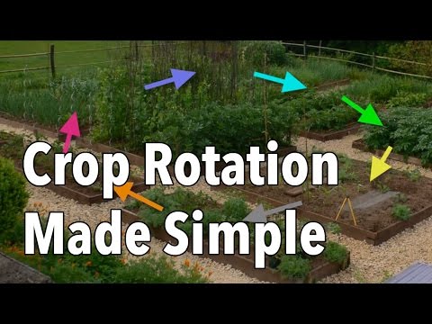 Crop Rotation Made Simple - Rotate Your Vegetable Beds for Healthier Produce