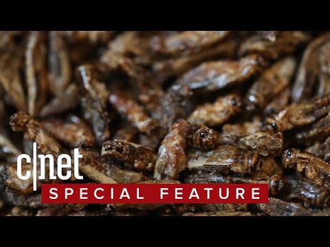 Eating crickets: five flavors of sustainable, crunchy protein