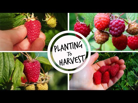 Growing Raspberries from Planting to Harvest