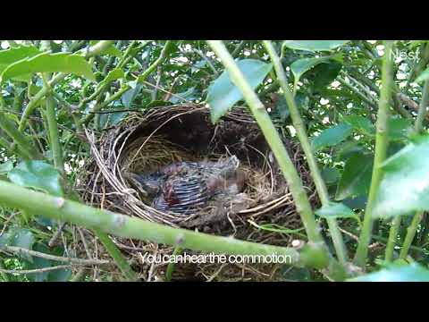Chipmunk attacks robin nest, steals chicks