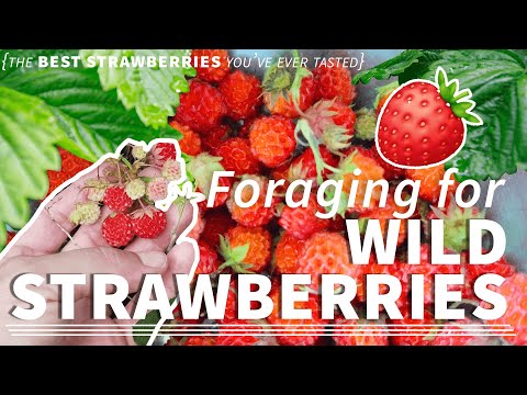Foraging for Wild Strawberries 🍓