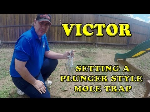 Tips to Setting and Catching a Mole with the Victor Plunger Style Mole Trap
