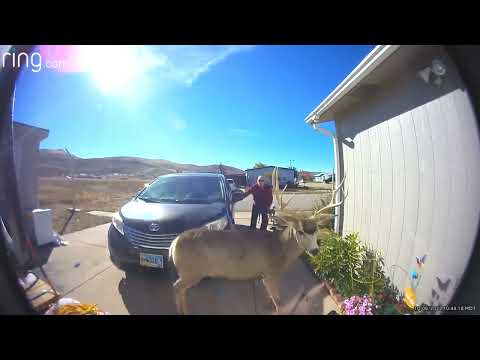 WATCH: Mule Deer Attacks Woman In Wyoming Driveway! INSANE!!