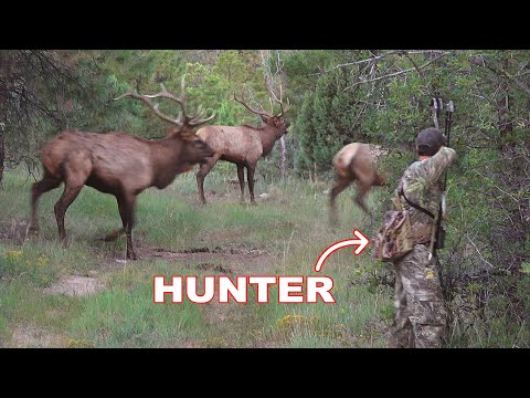 BOW HUNTING ELK in a RUT FRENZY!!! - (WE ALMOST GOT RAN OVER!)