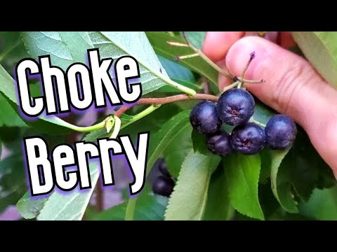 CHOKEBERRIES (Aronia) - A North American Fruit That is Popular in Europe - Weird Fruit Explorer