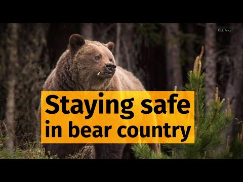 How to avoid (or survive) a bear attack