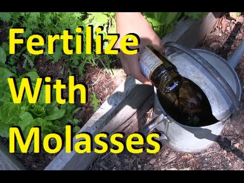 How to Fertilize Your Garden With Molasses