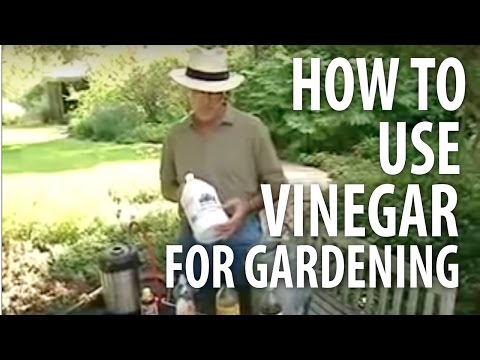 How To Use Vinegar For Gardening - The Dirt Doctor