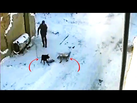 German Shepherd Protects Its Owner from a Rabid Fox!!!