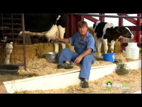 How to Milk a Cow by Hand
