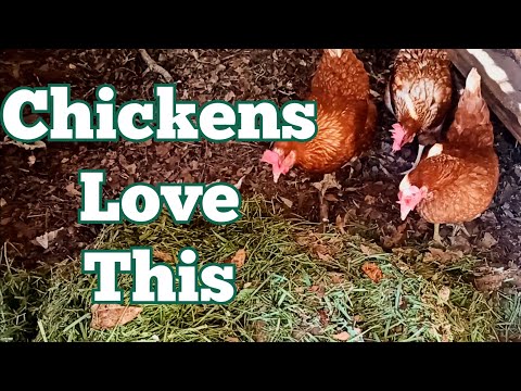 Why I Feed my Chickens Grass Clippings