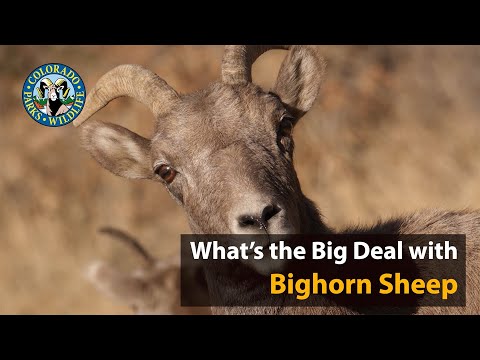 What&#039;s the Big Deal with Bighorn Sheep?