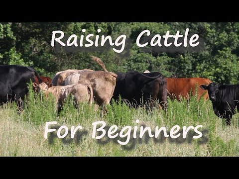 Raising Cattle for Beginners