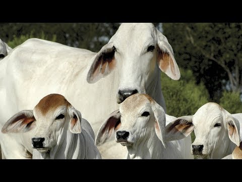 Brahman Beef Cattle | Heat Tolerant Survivors