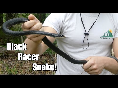 The Black Racer Snake! (Facts + Bite Test)