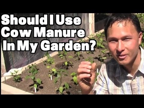 Should I Use Cow Manure in My Vegetable Garden? &amp; More Organic Gardening Q&amp;A