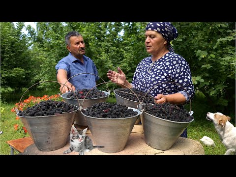 Harvesting Black Mulberries and Preserve for Winter, Outdoor Cooking