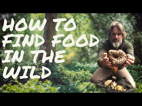How to Find Food in the Wild